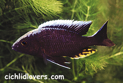 Blue Orchid Cichlid