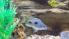 Otopharynx sp Big Spot Hap - YouTube
