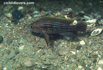 Neolamprologus tetracanthus Cichlid Lovers Picture Page