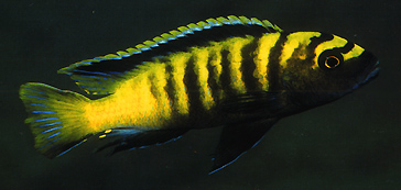 Flavus Cichlid