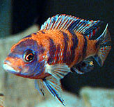 marbled red zebra cichlid marbled red zebra cichlid