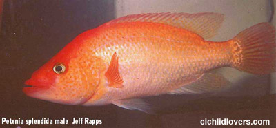 Red Snook
