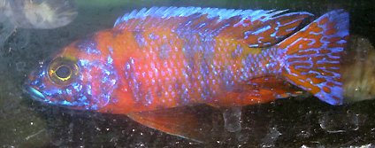 Flavus Cichlid