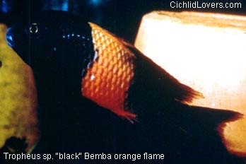 http://www.cichlidlovers.com/t-m-orangeflame1.JPG